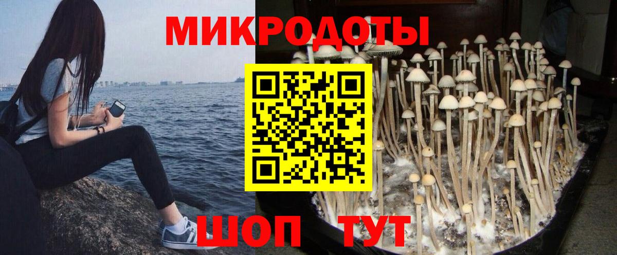 Псилоцибиновые грибы Psilocybine cubensis Сургут